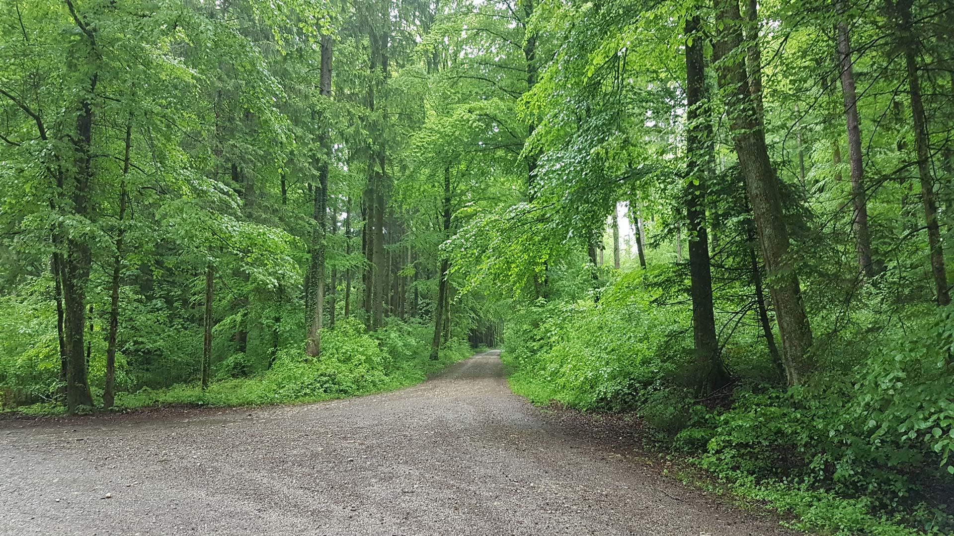 Müller Holzwarenfabrik AG Rüti bei Büren Schweiz - FSC Label Zertifikat SGSCH-COC-000340